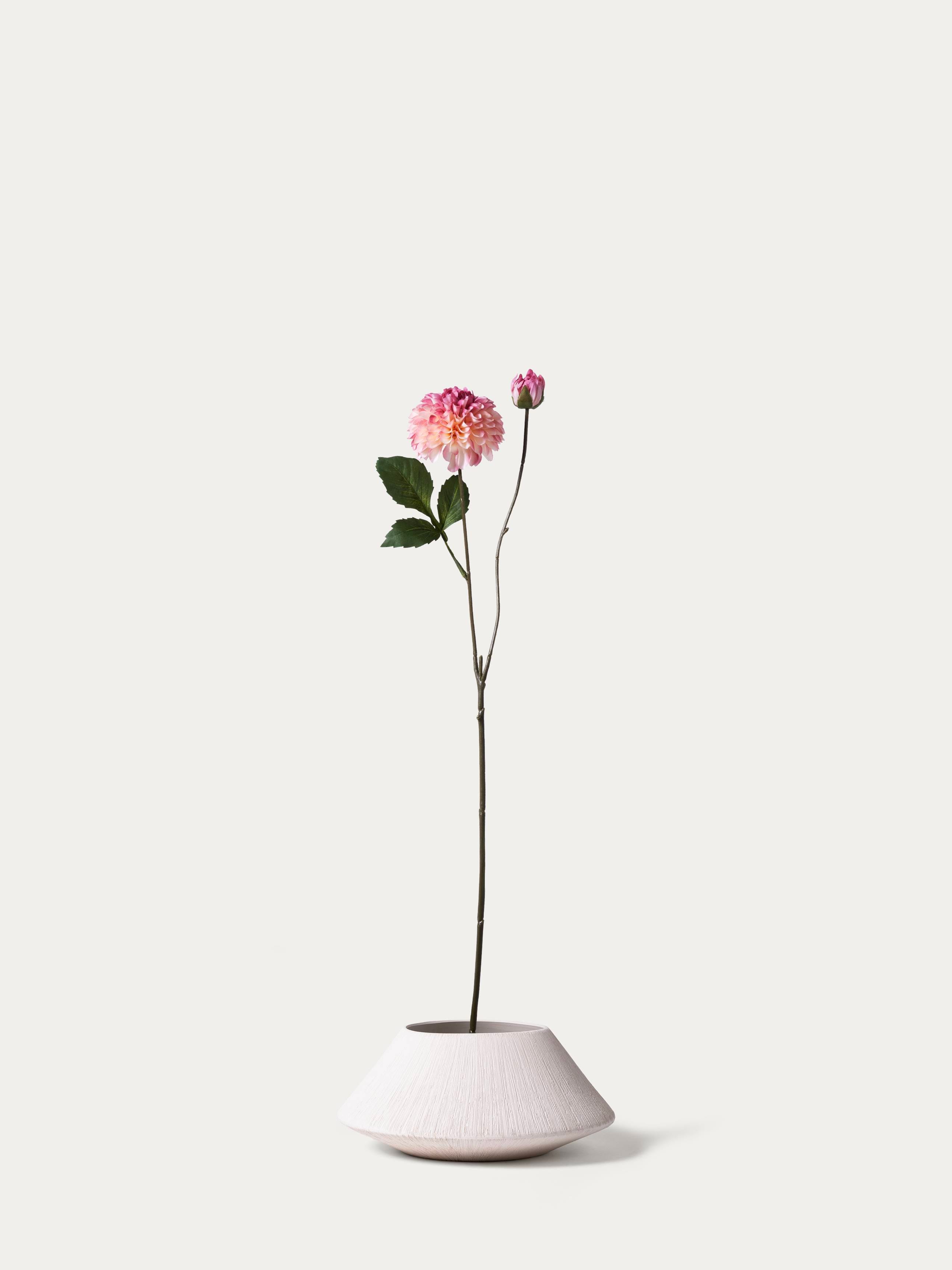 Pink dahlia