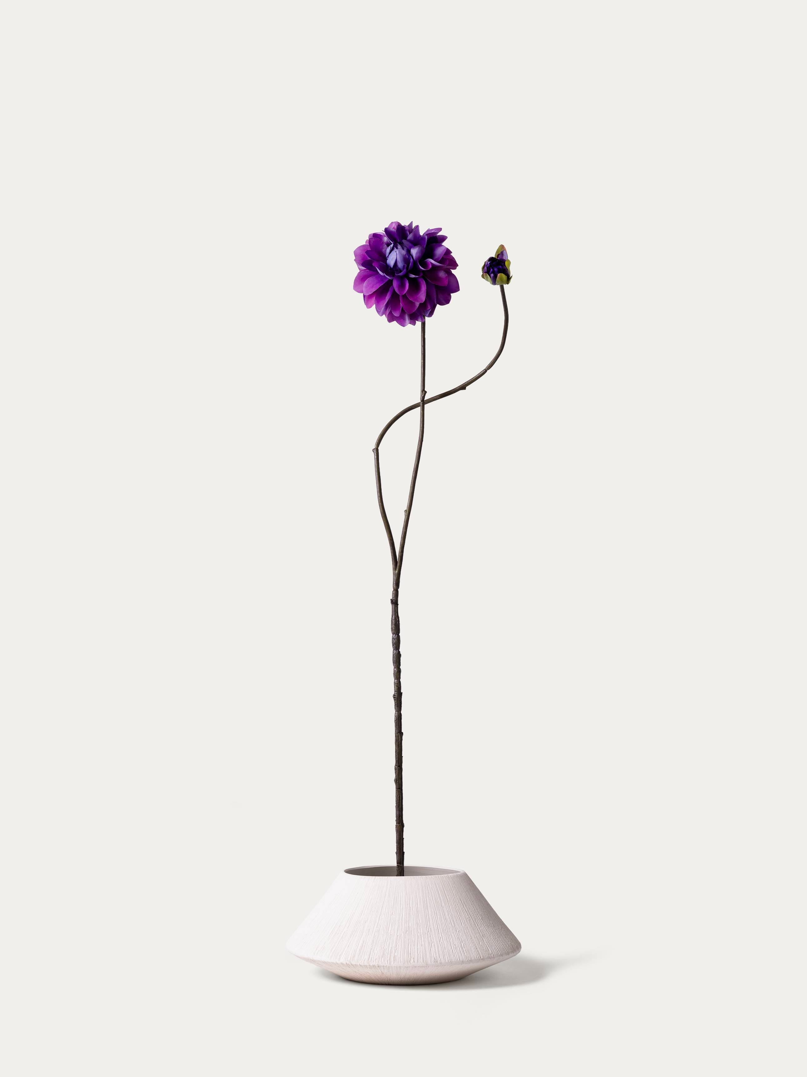 Purple dahlia