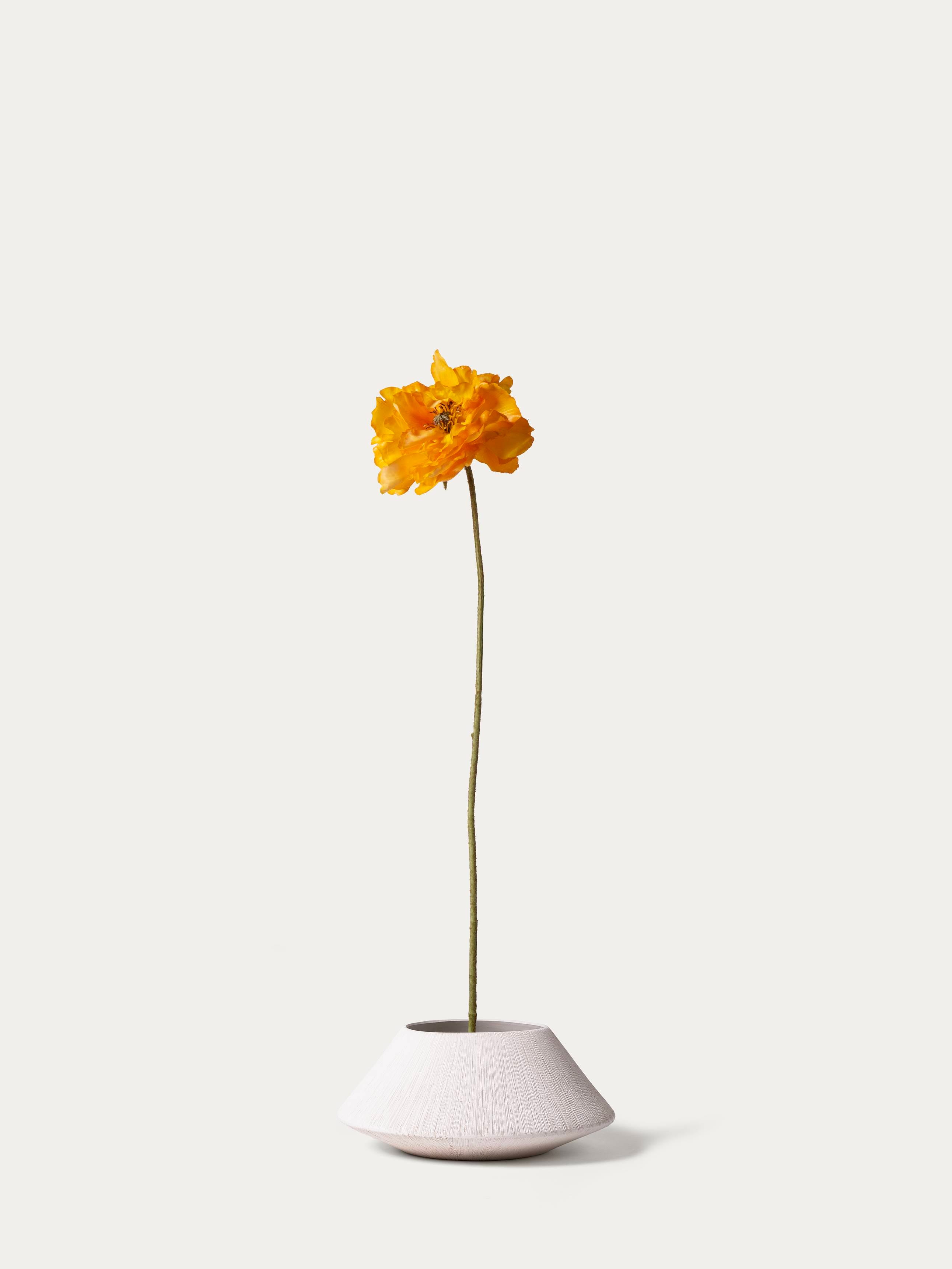 Yellow poppy